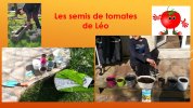 Les semis de tomates de Léo